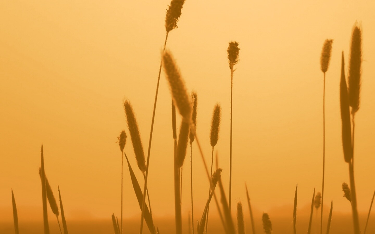 Травинки на закате обои