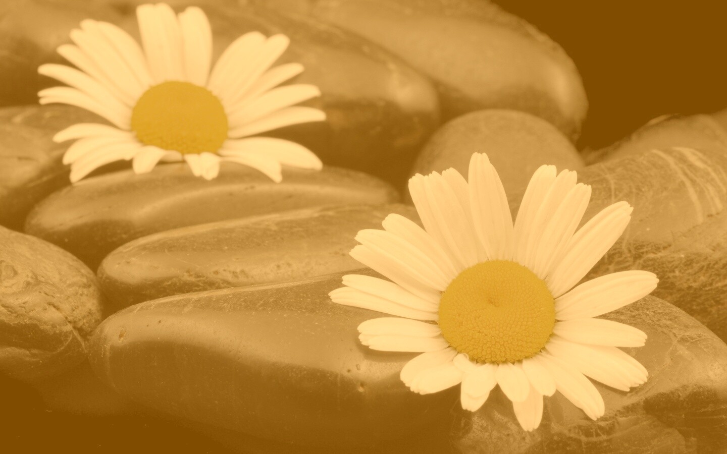 Ромашка среди гальки обои