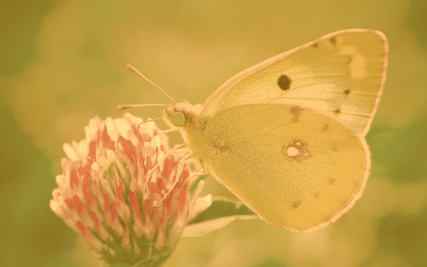 Бабочка на клевере обои