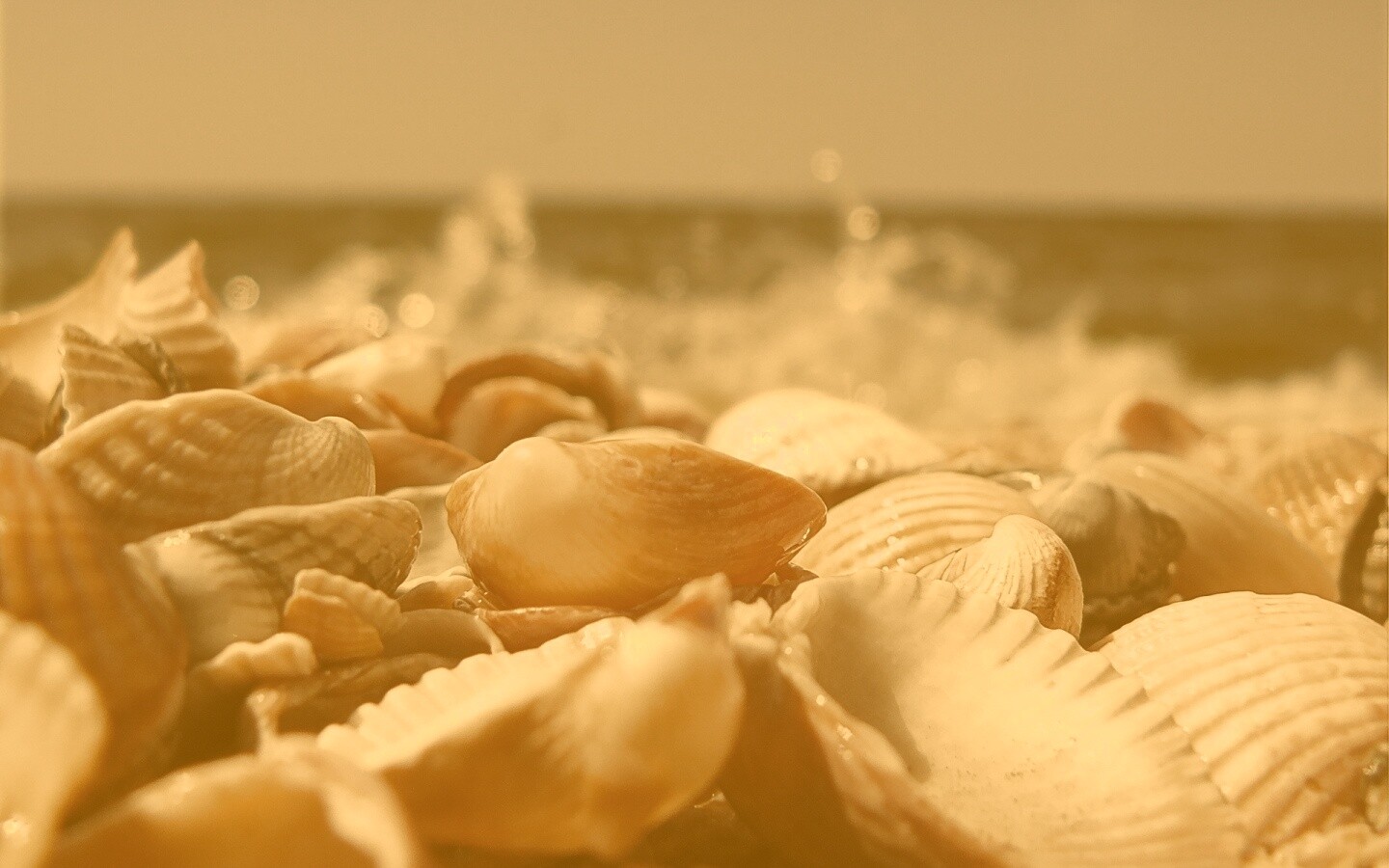 Морские ракушки обои