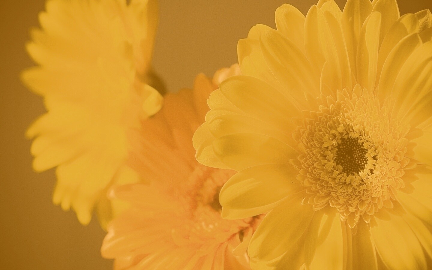 Желтый гербер обои