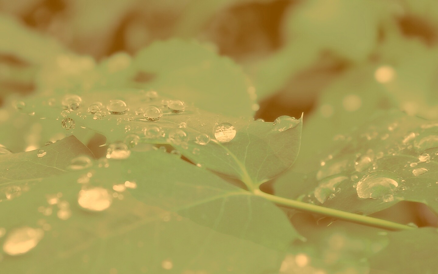 Синеватый лист обои