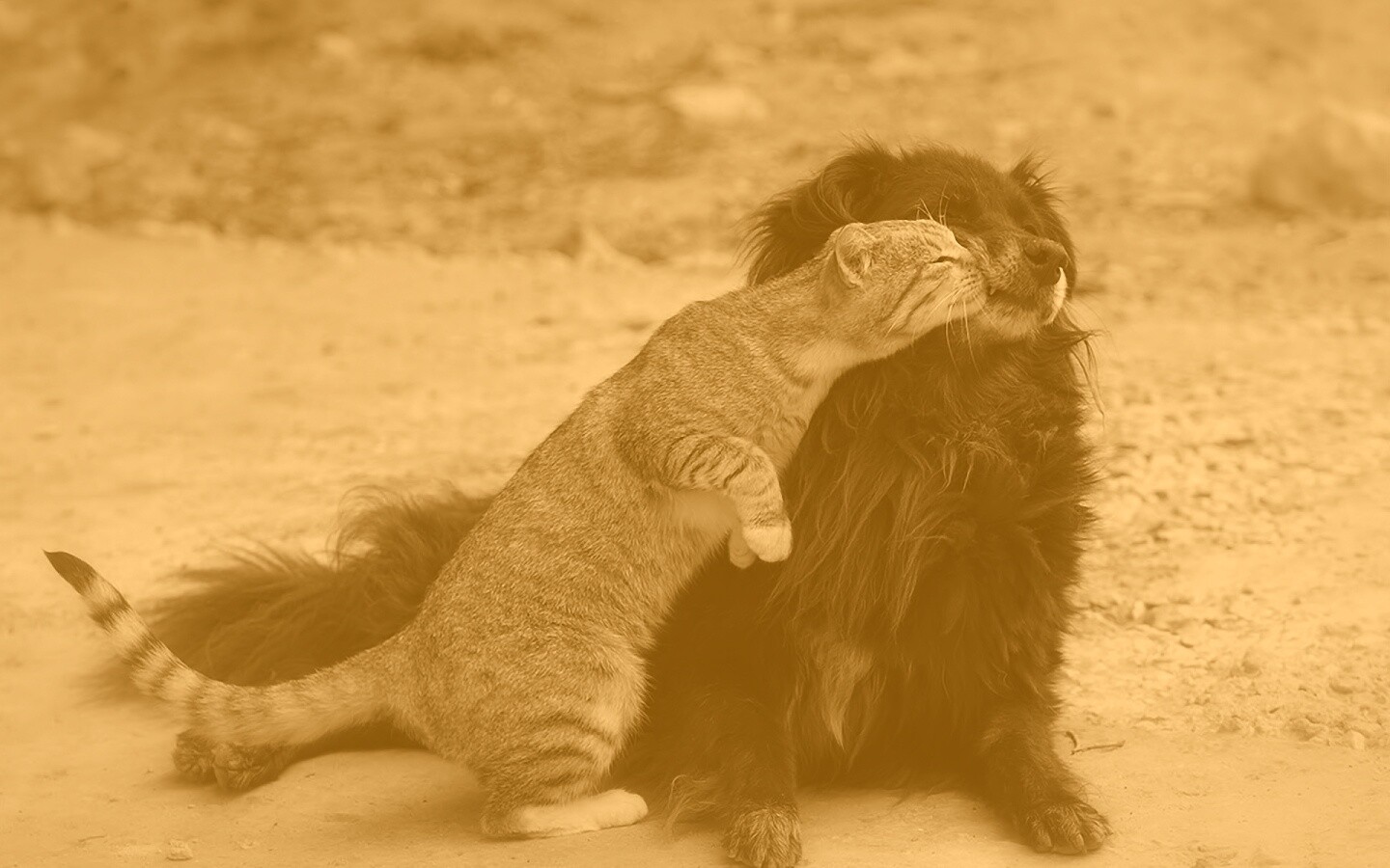 Поцелуй кошки и собаки обои