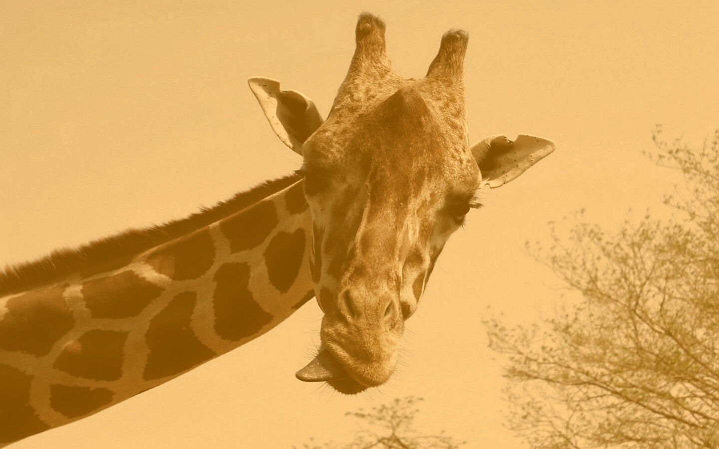 Жираф показывает язык обои