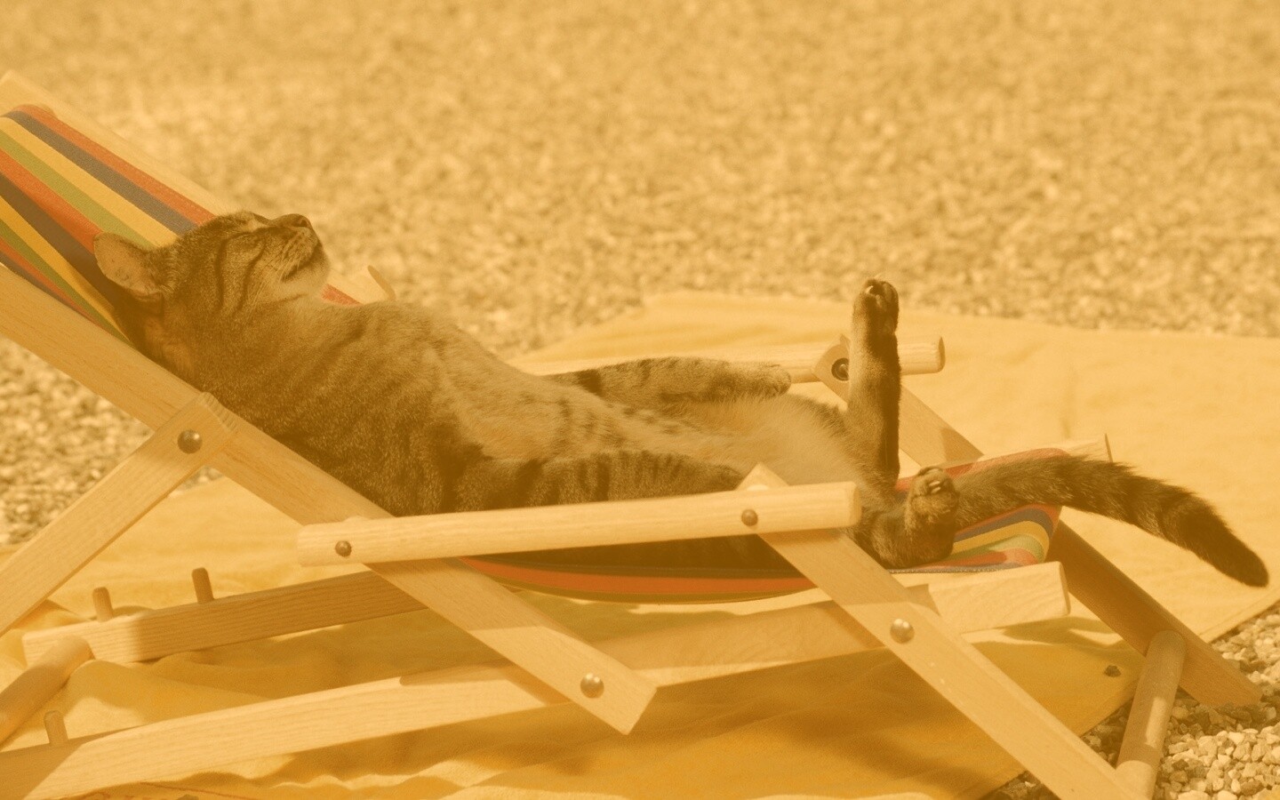 Кот в отпуске обои