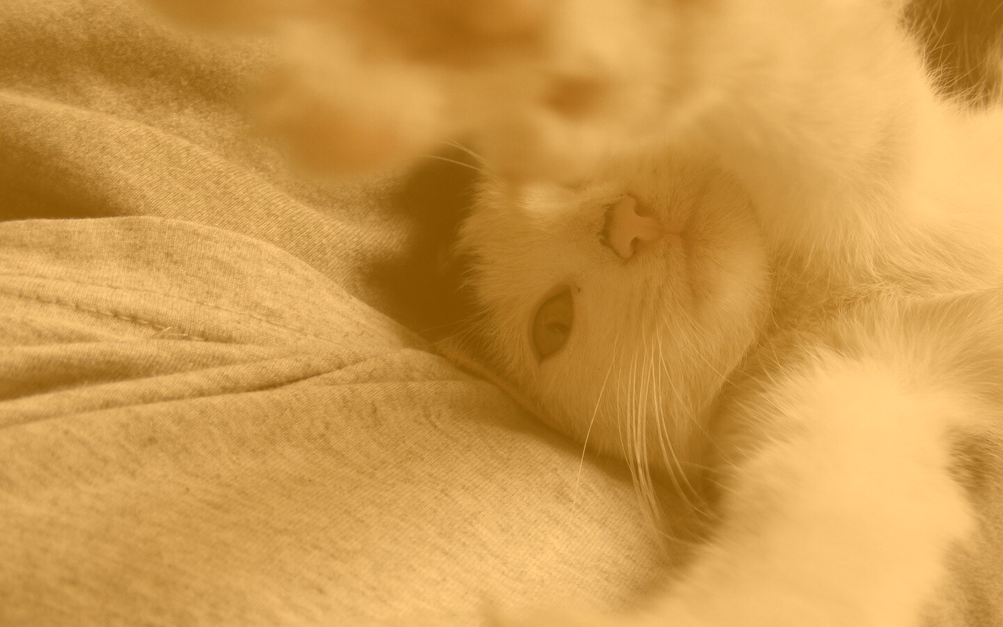 Кот фоткает сам себя обои