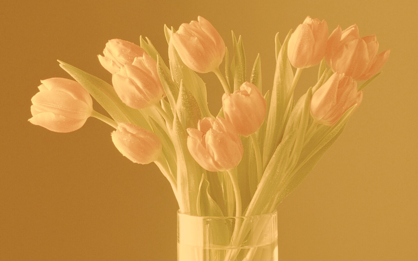 Букет тюльпанов обои