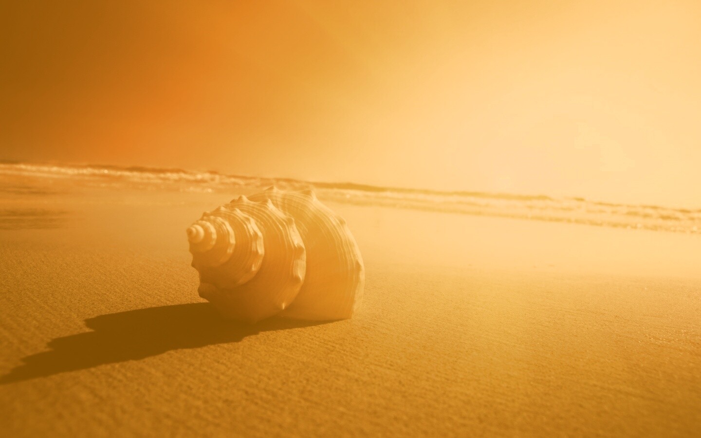 Золотистая ракушка обои