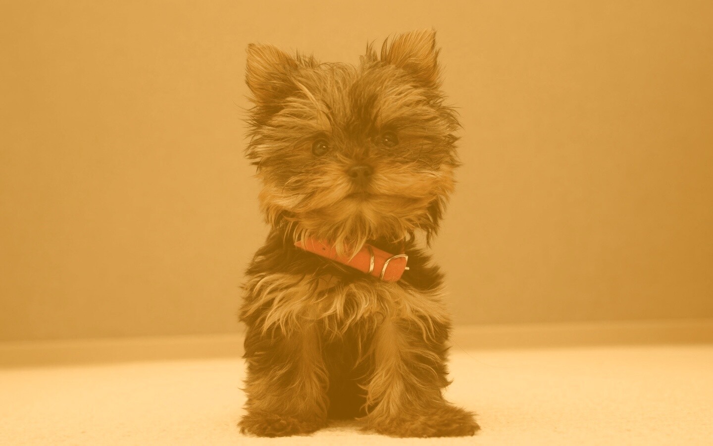 Щенок в красном ошейнике обои