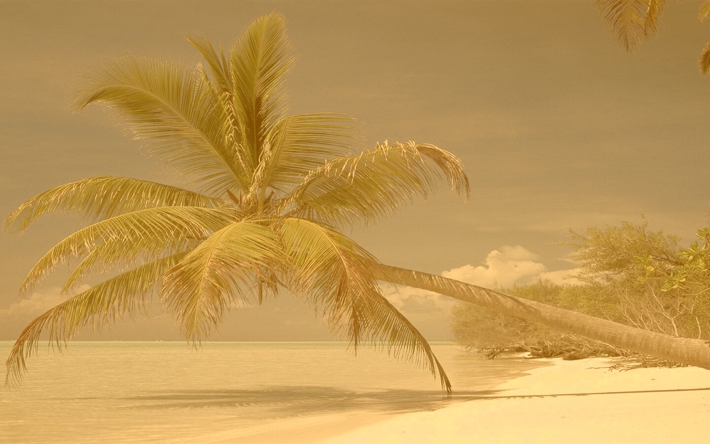 Пальма над водой обои