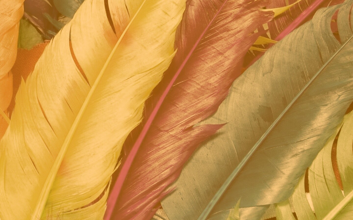 Разноцветные перья обои