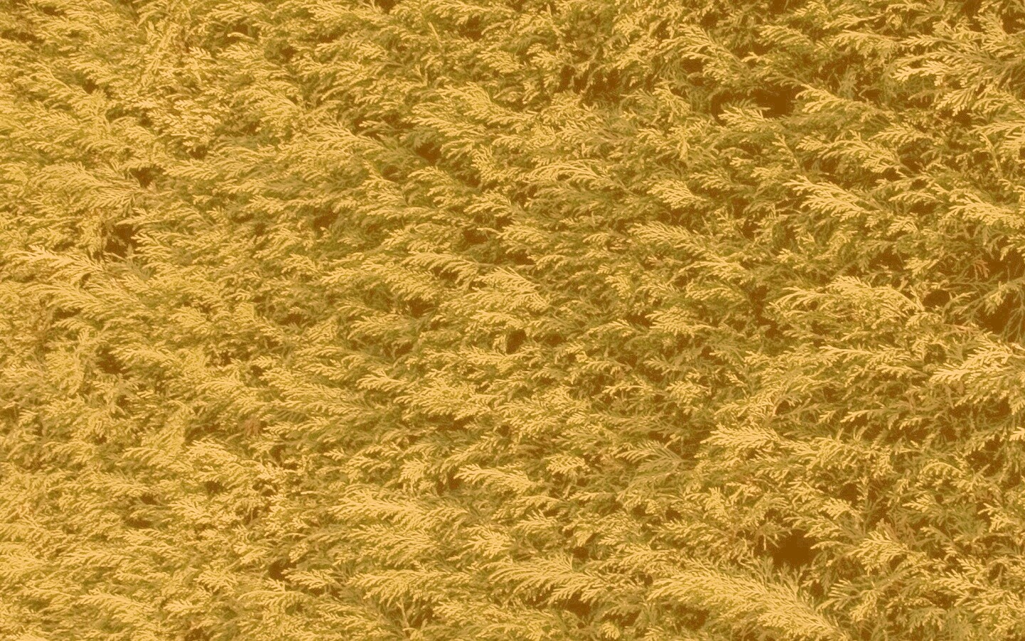 Густые хвойные заросли обои