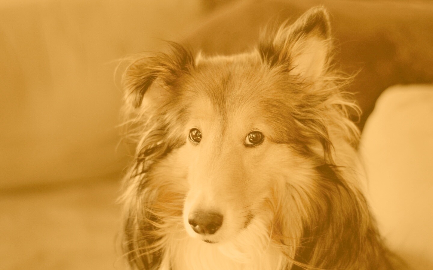Колли с умными глазами обои