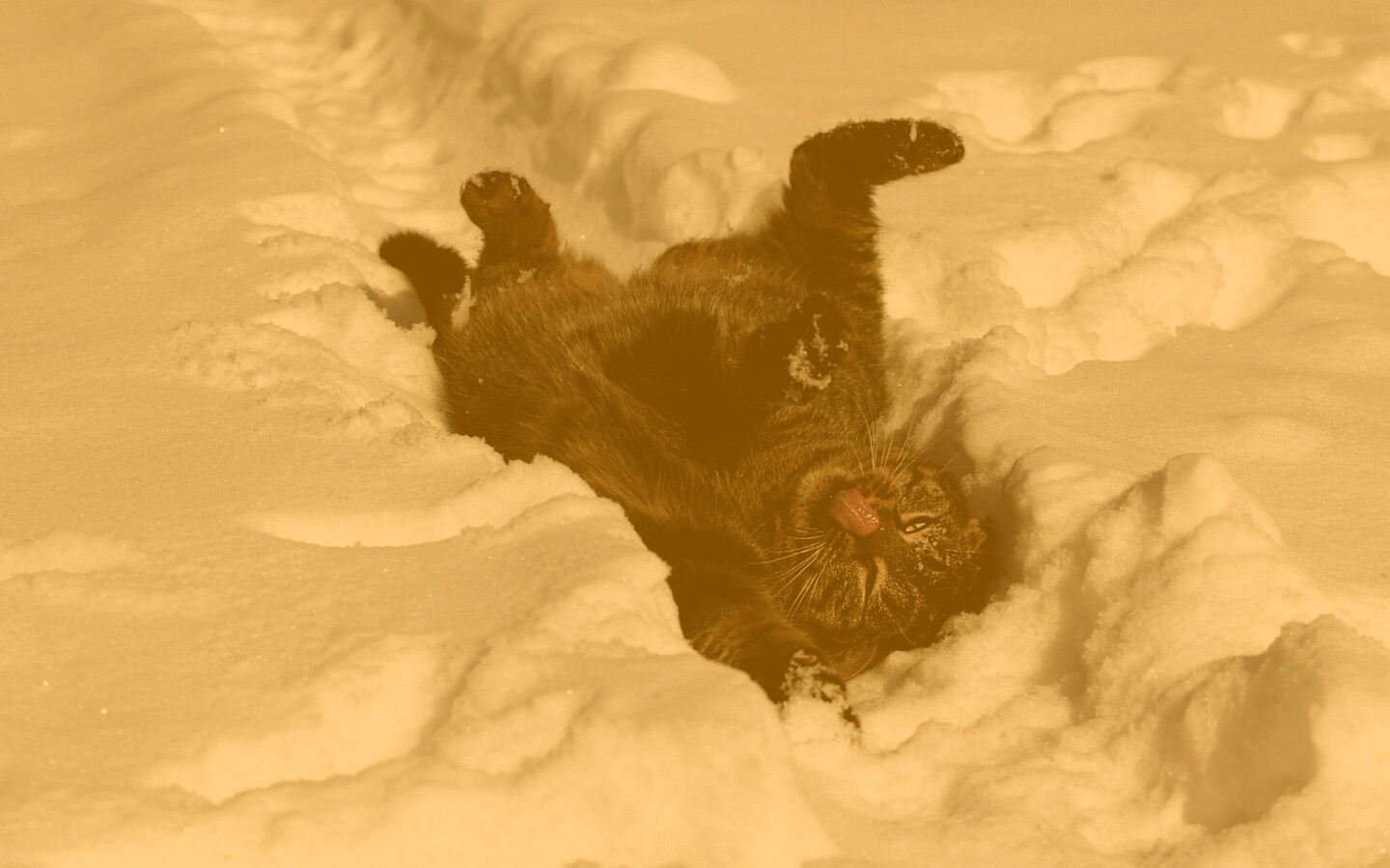 Кот валяется в снегу обои