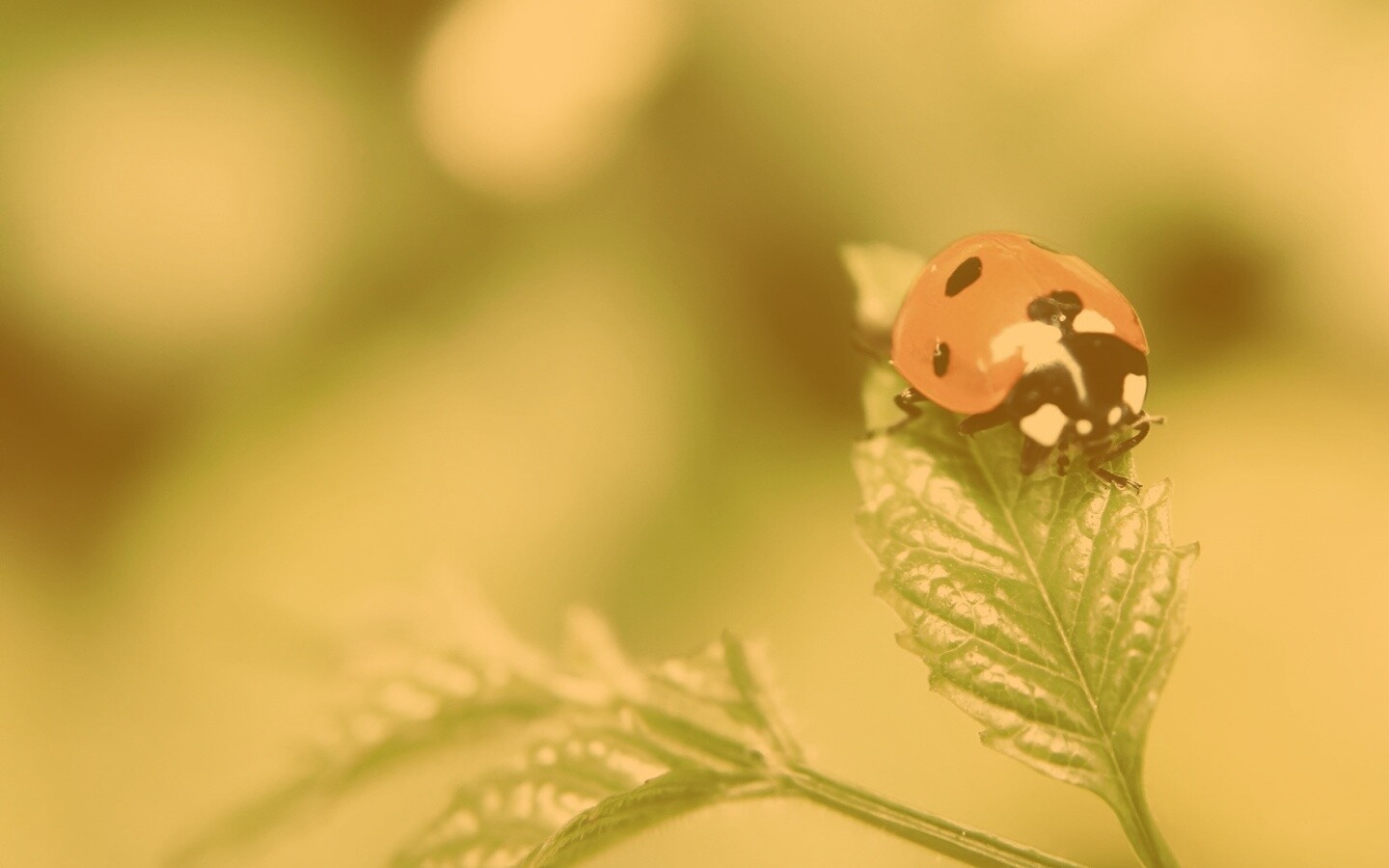Божья коровка в макро обои