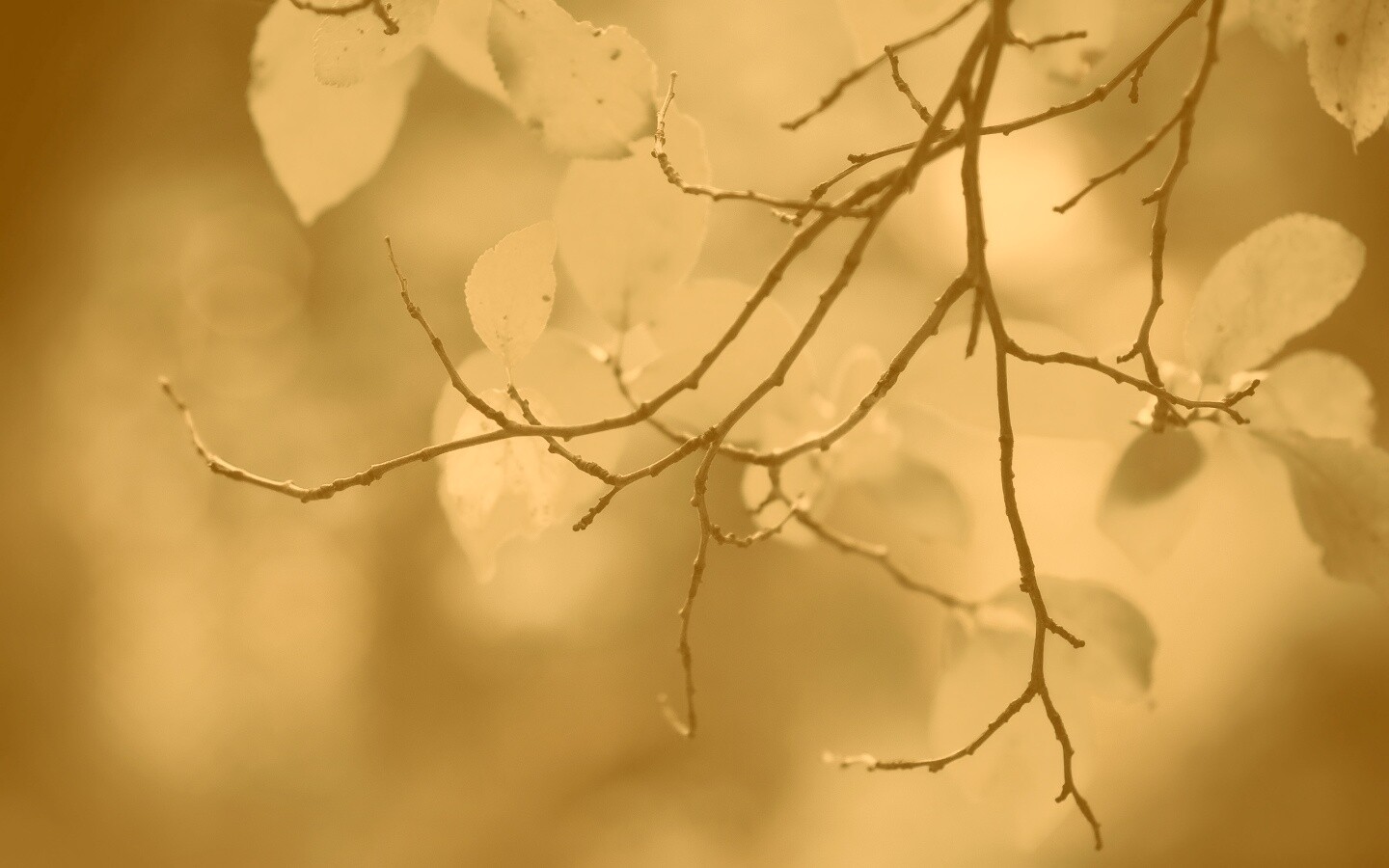 Осенние ветки без листьев обои