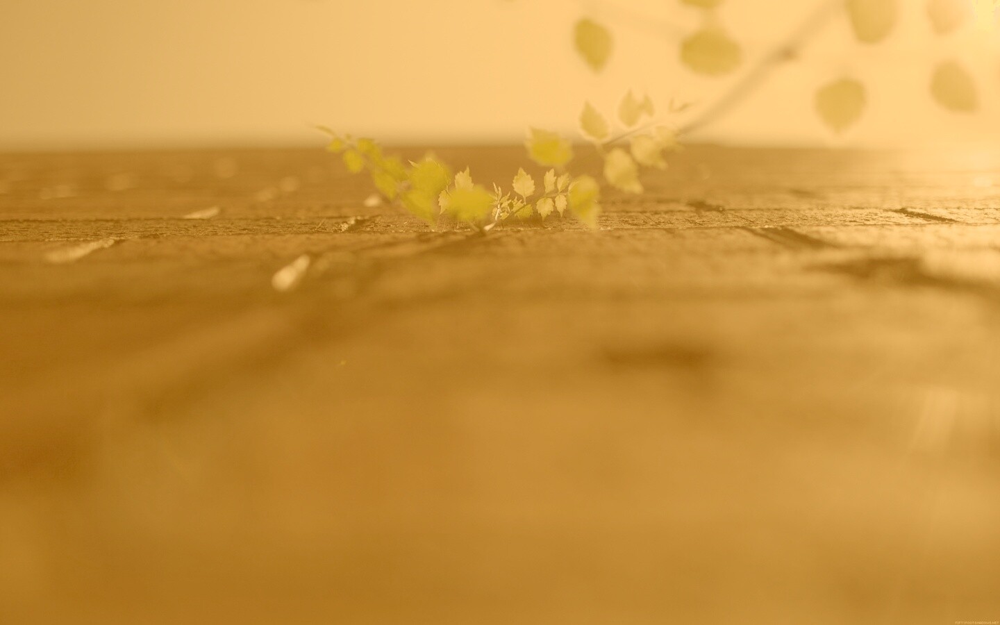 Зеленые ростки в стене обои