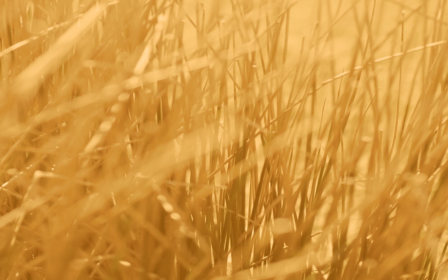 Высохшие травяные стебли обои