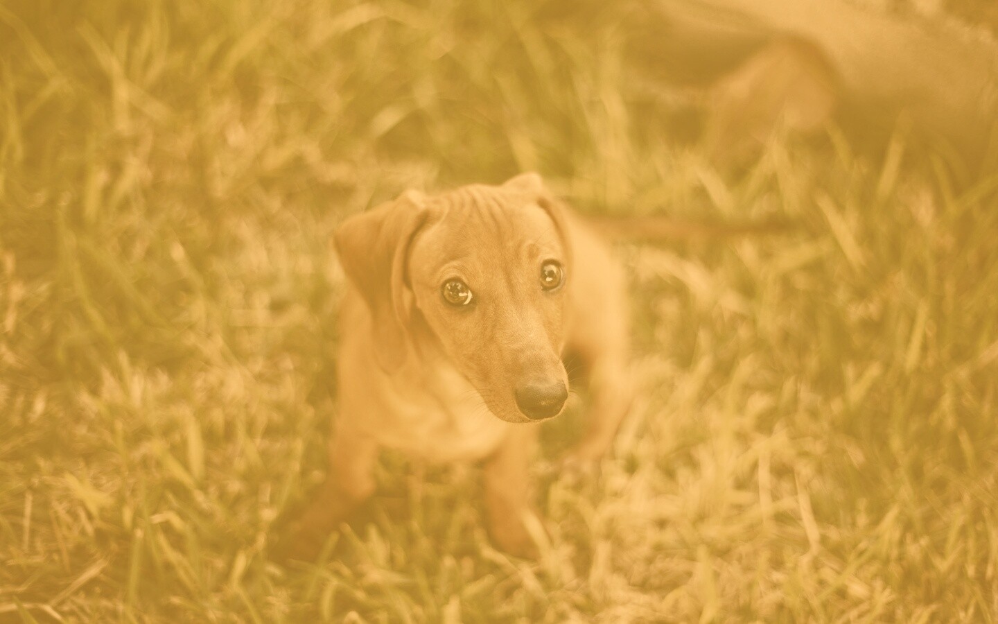 Маленькая милая такса обои