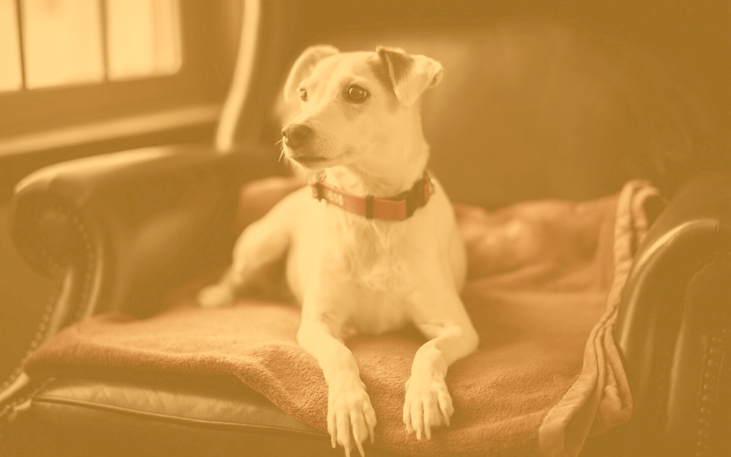 Собака на кресле обои