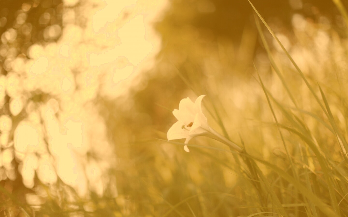 Цветок затерявшийся в траве обои