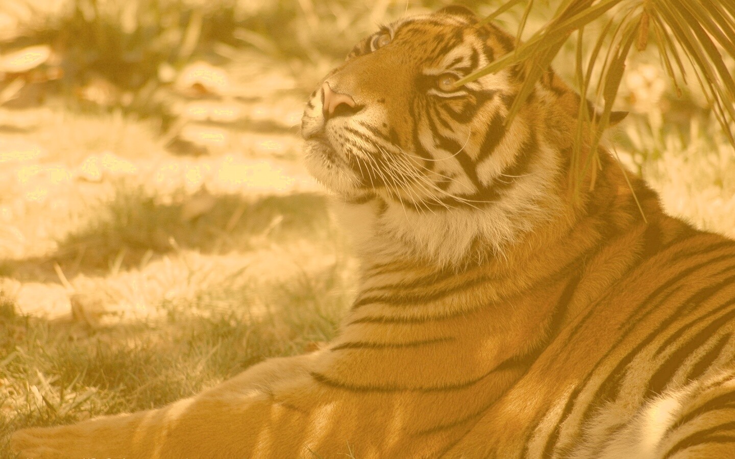 Отдыхающий в теньке хищник обои