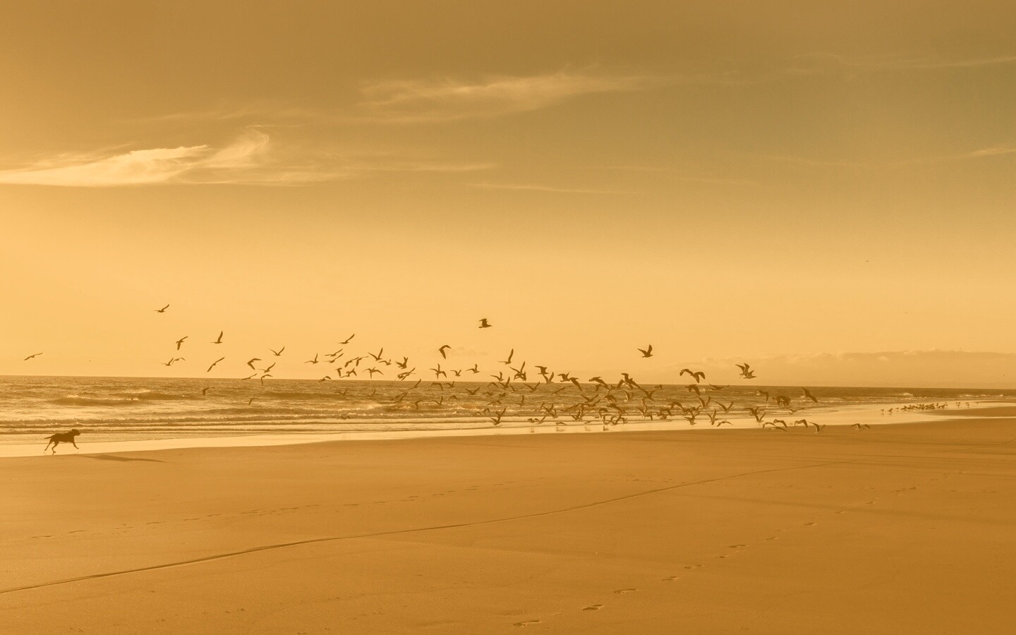 Стая птиц на пляже обои