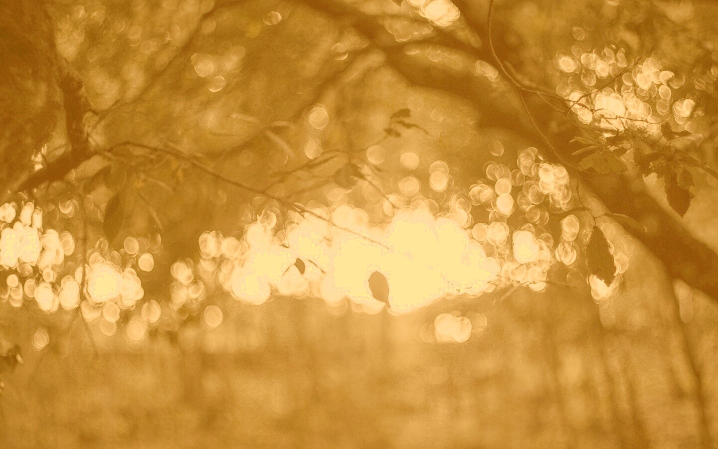 Размытый свет в парке обои