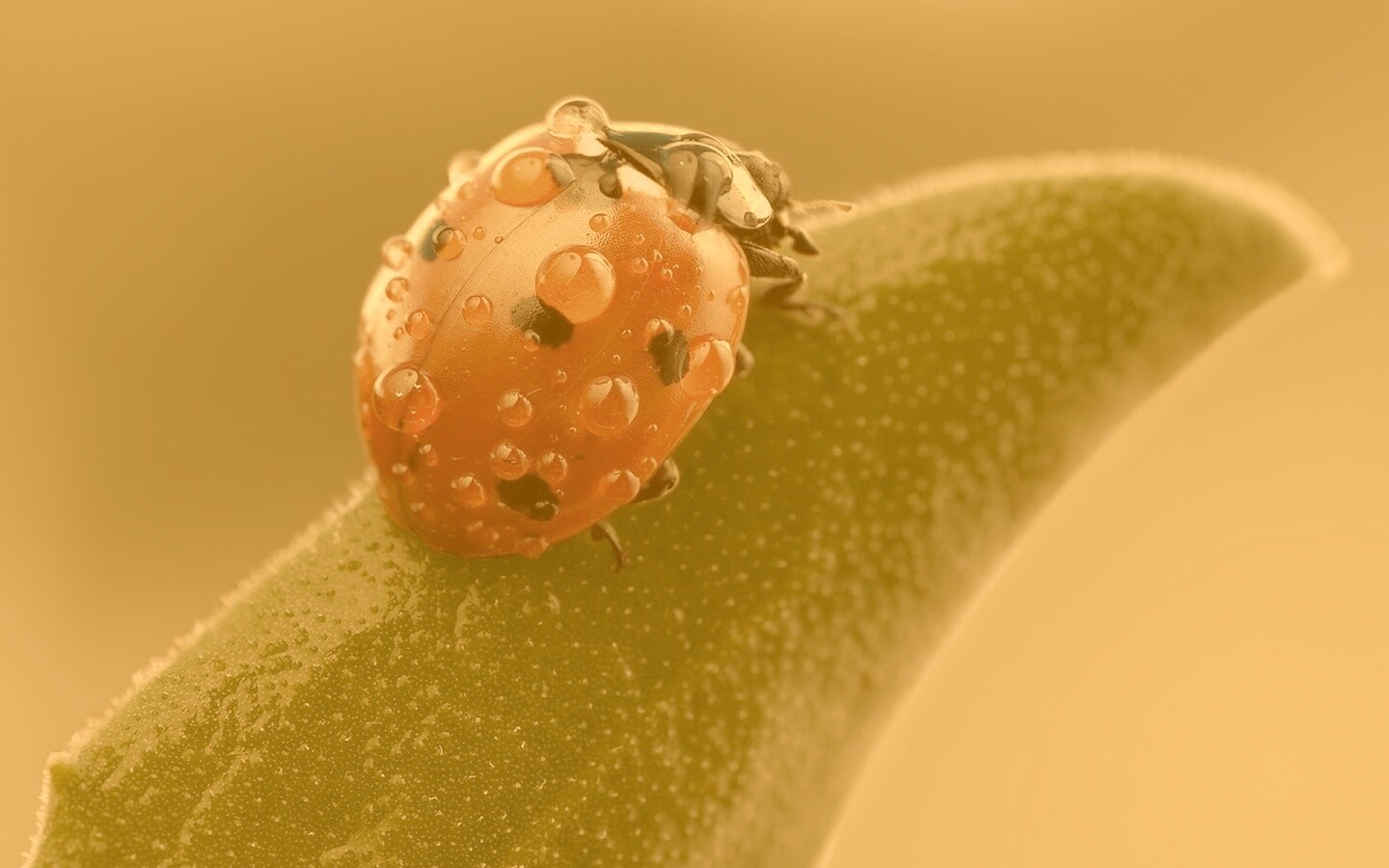 Божья коровка в макро обои