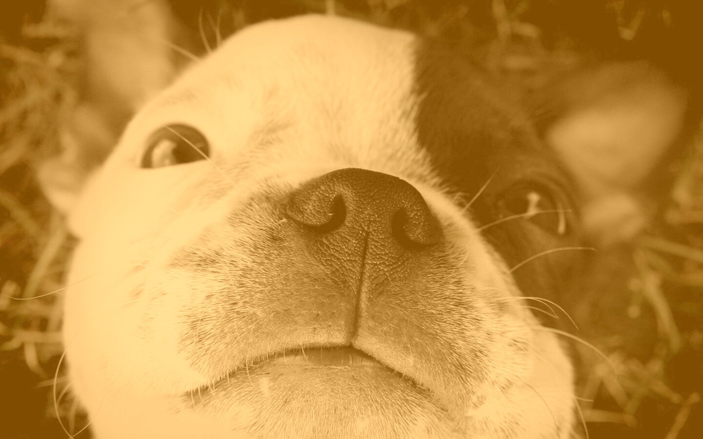 Бостонский терьер обои