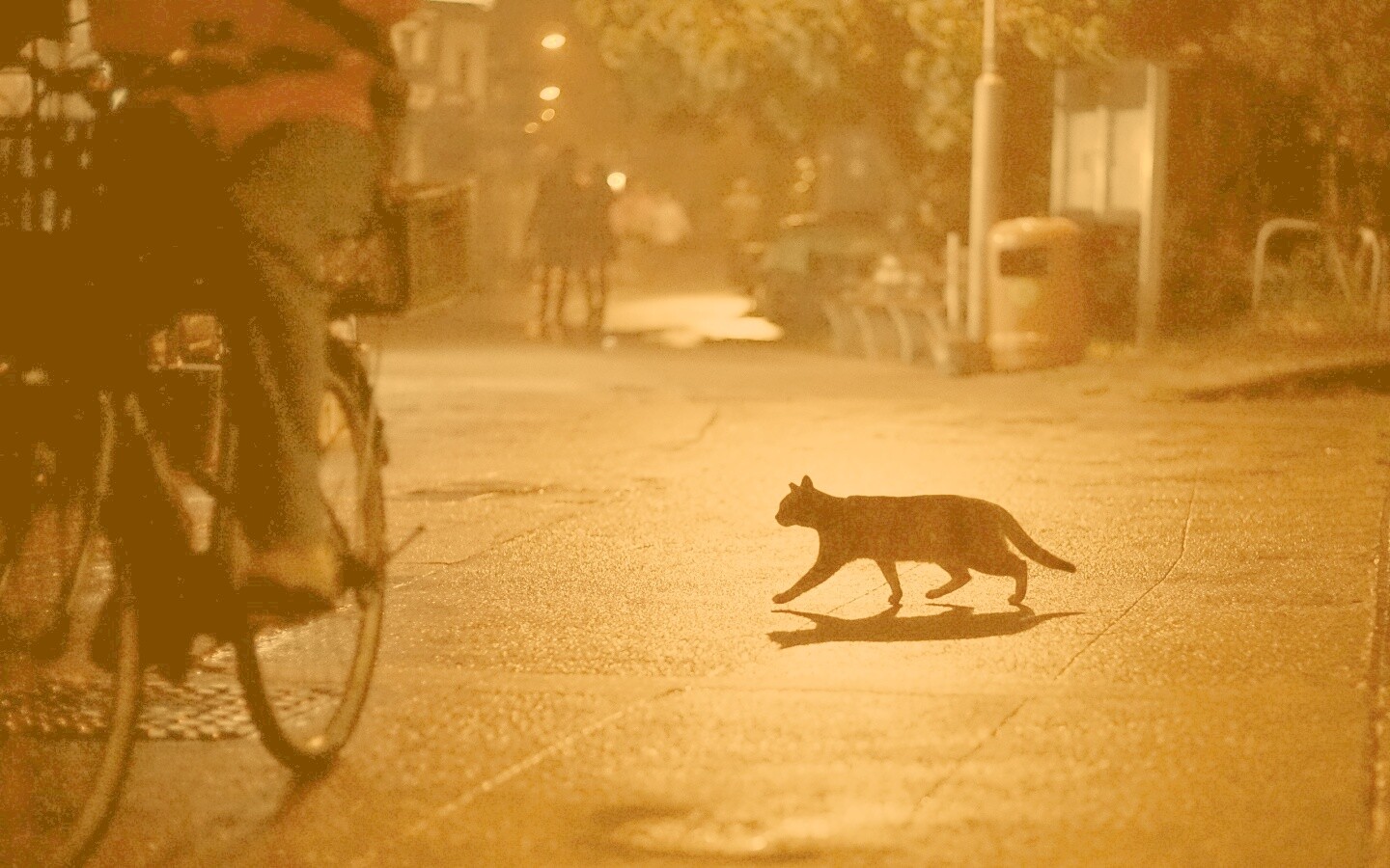 Кошка на ночной улице обои