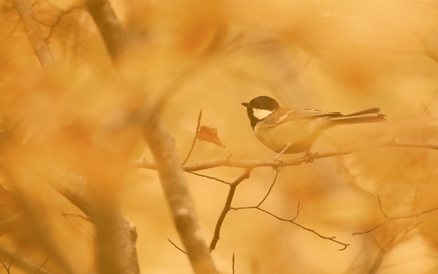 Синичка в желтой листве обои