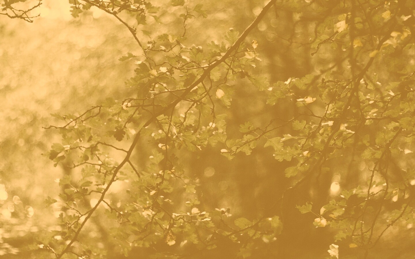 Дубовая зеленая листва обои