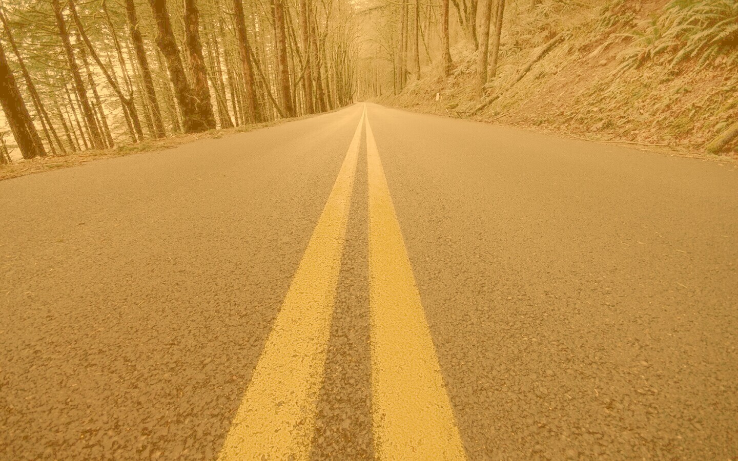 Дорога в лесу обои