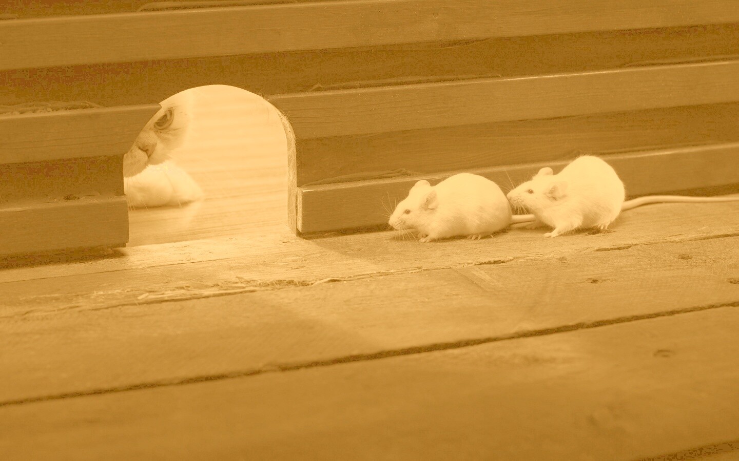 Кошки - мышки обои