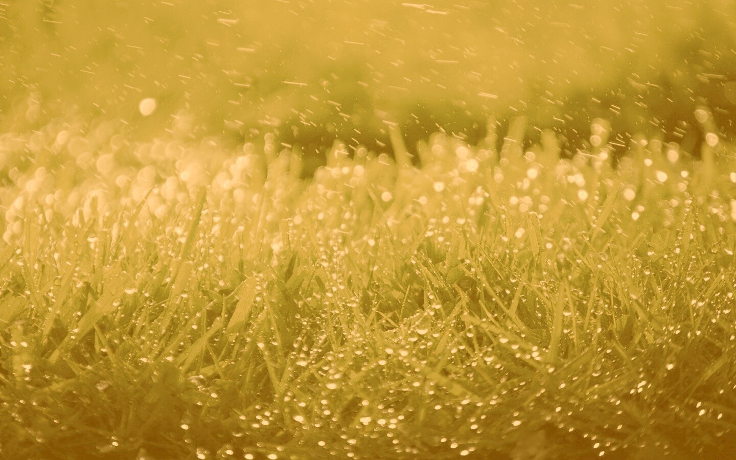 Роса на траве обои