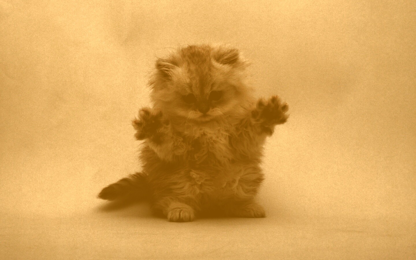 Милый котенок обои