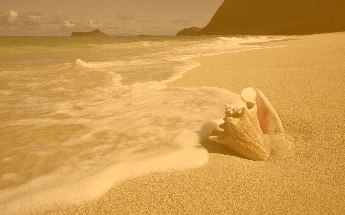 Морская раковина обои