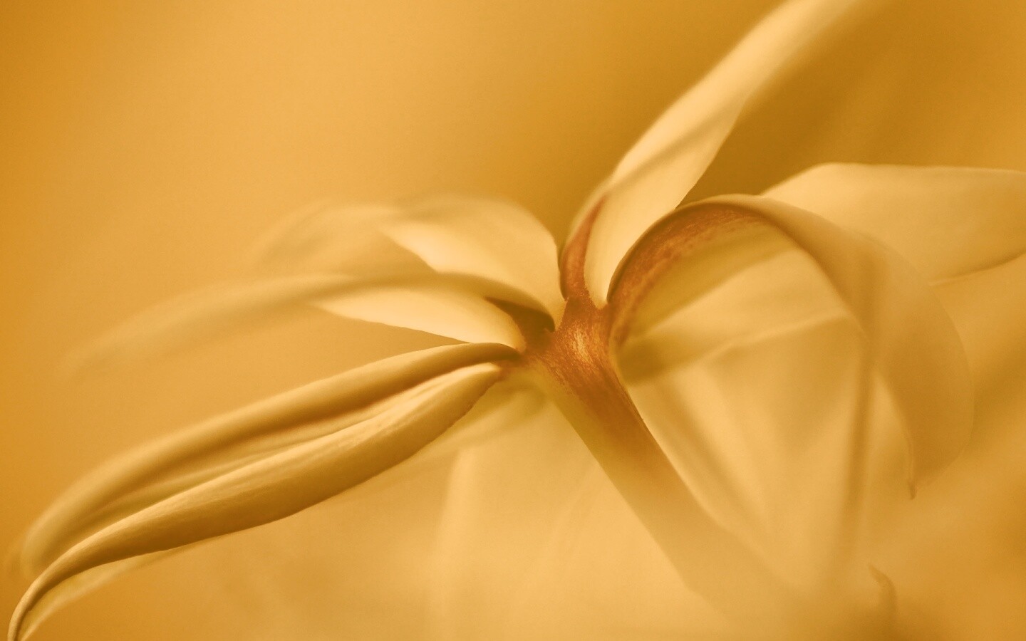 Цветок обои