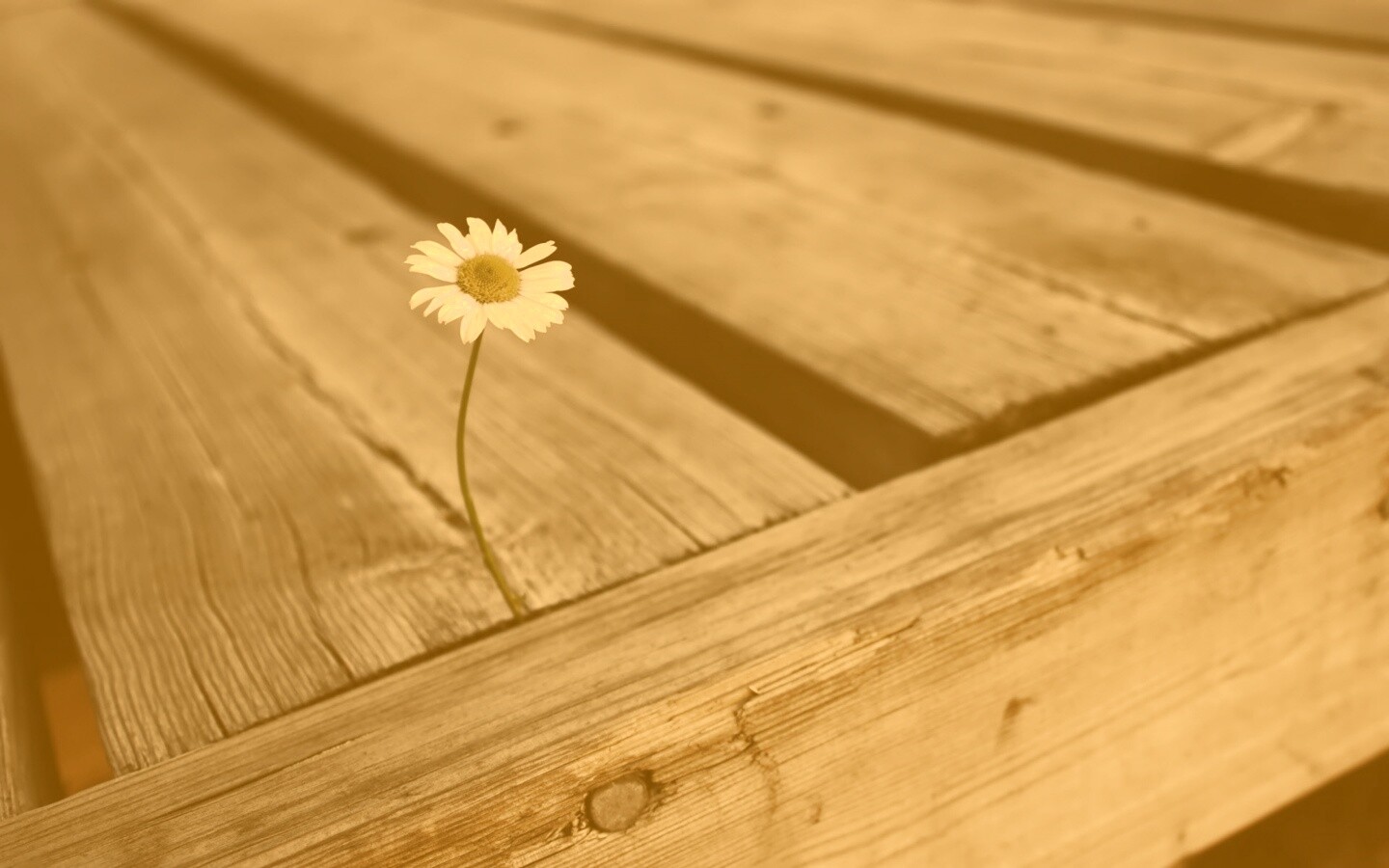 Жизнь среди смерти обои