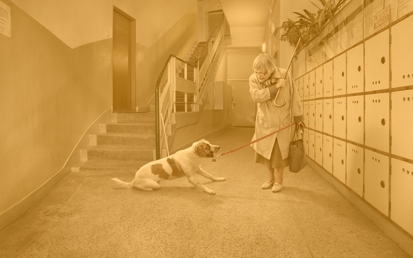 Непослушная собака обои