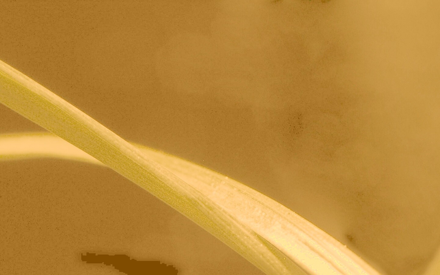 Зелень обои