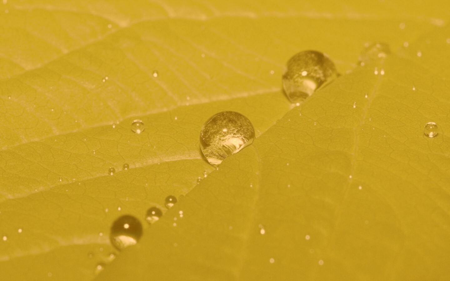 Капли на листе обои