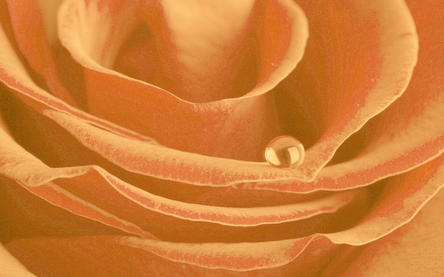 Капля воды на лепестке розы обои