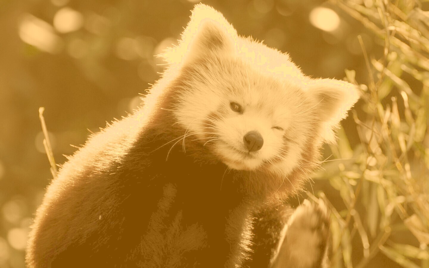 Красная панда подмигивает обои