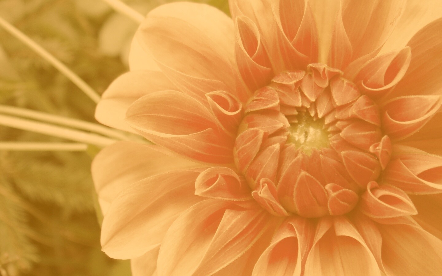 Аленький цветочек обои