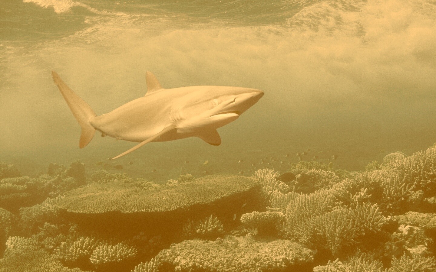 Акула в море обои