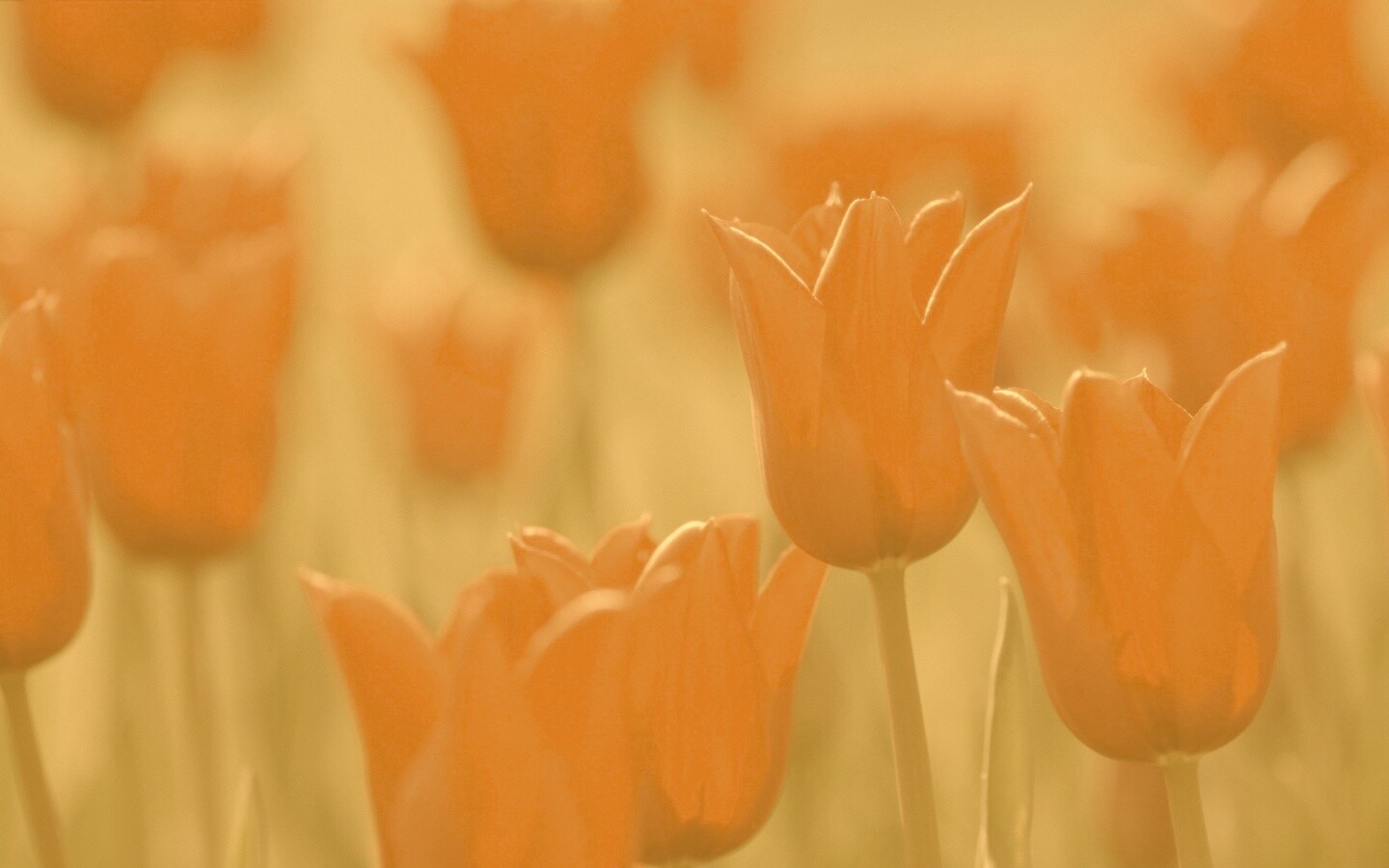 Красные цветы обои