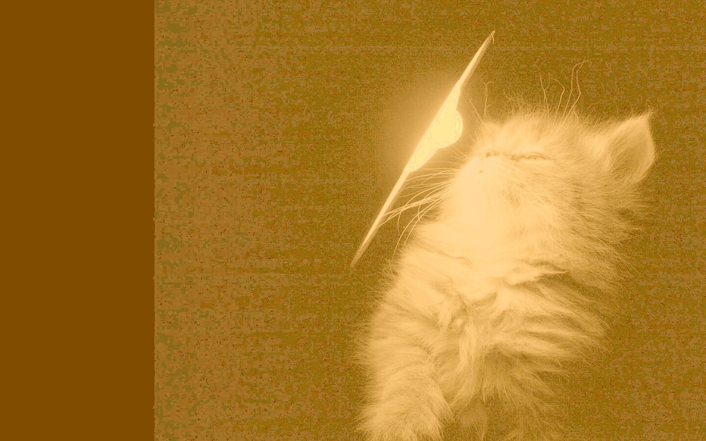 Котя на свету обои