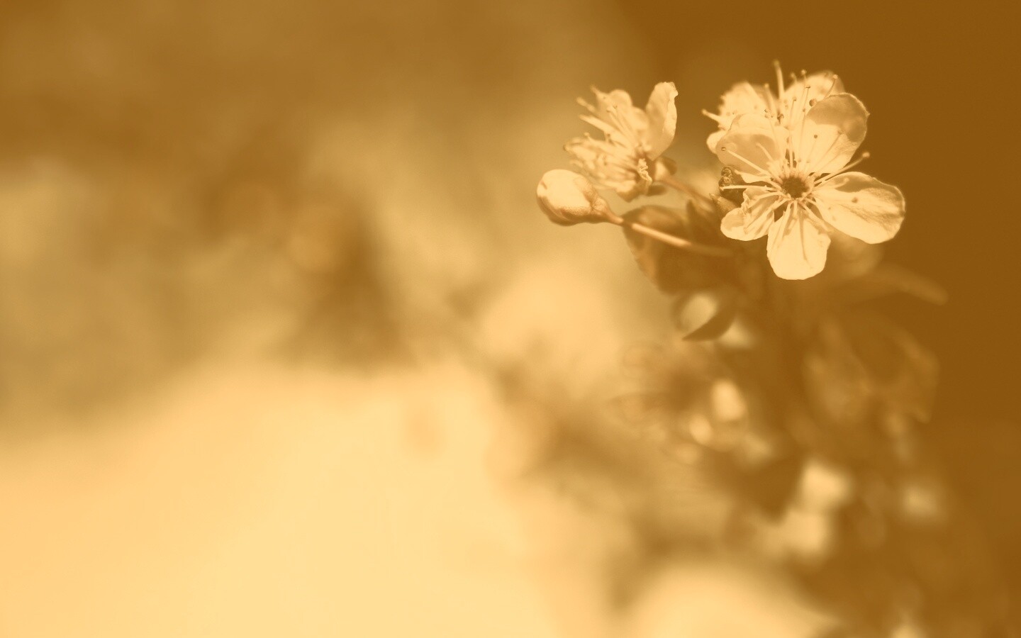 Цветок вишни обои